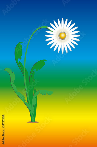Fruehlingsblume