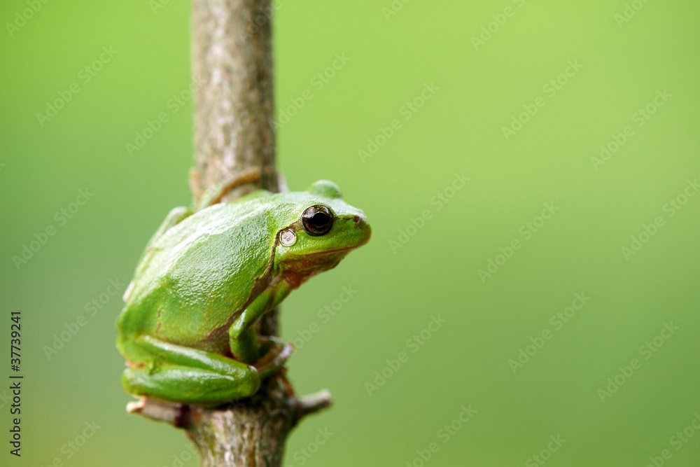 Obraz premium Żaba rzekotka zielona piękna