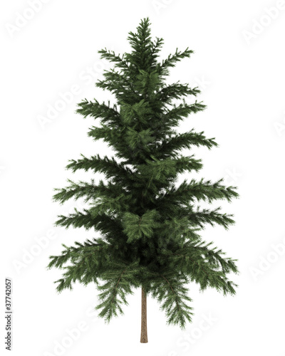 scots pine tree isolated on white background