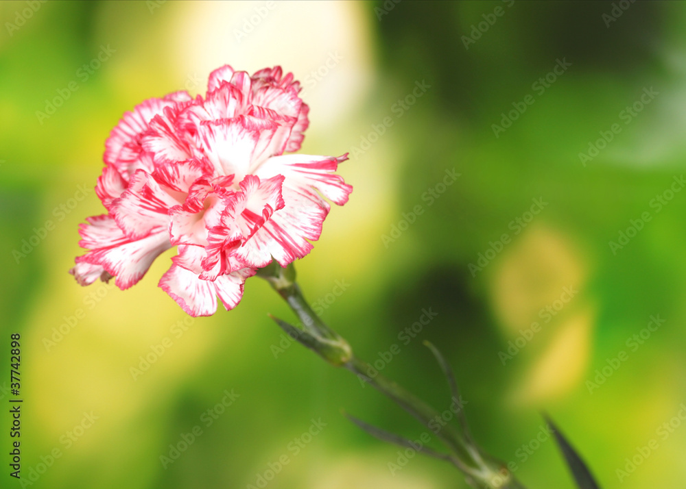 Beautiful carnation on green background