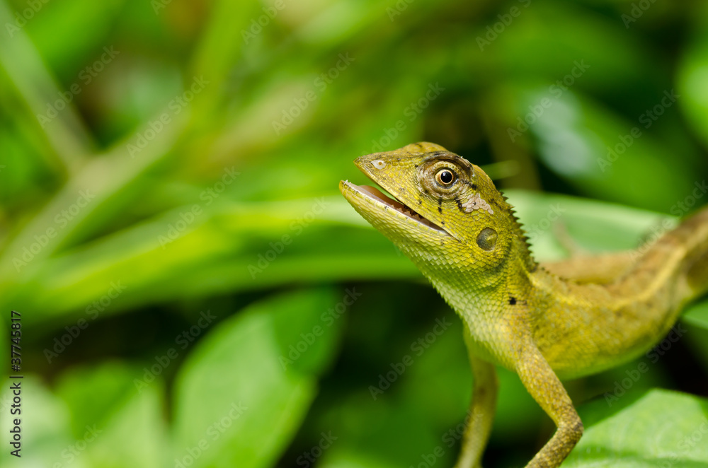 Naklejka premium Lizard in green nature