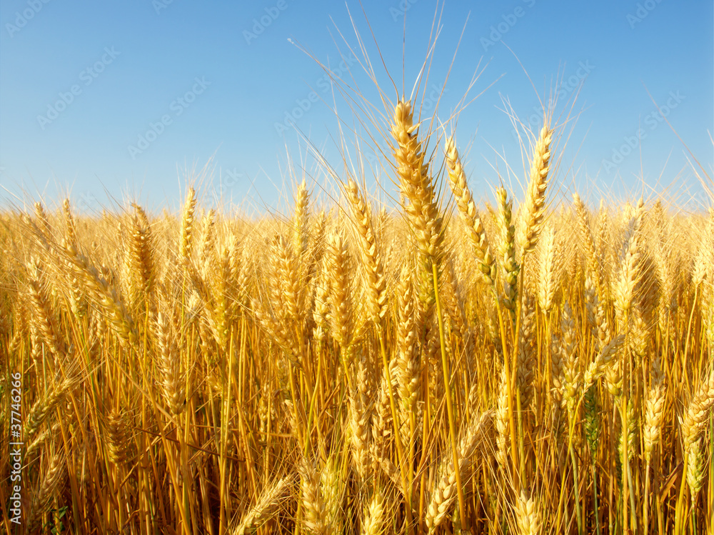 Wheat field against a blue sky