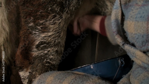 milking a cow manually