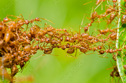 red ant in green nature
