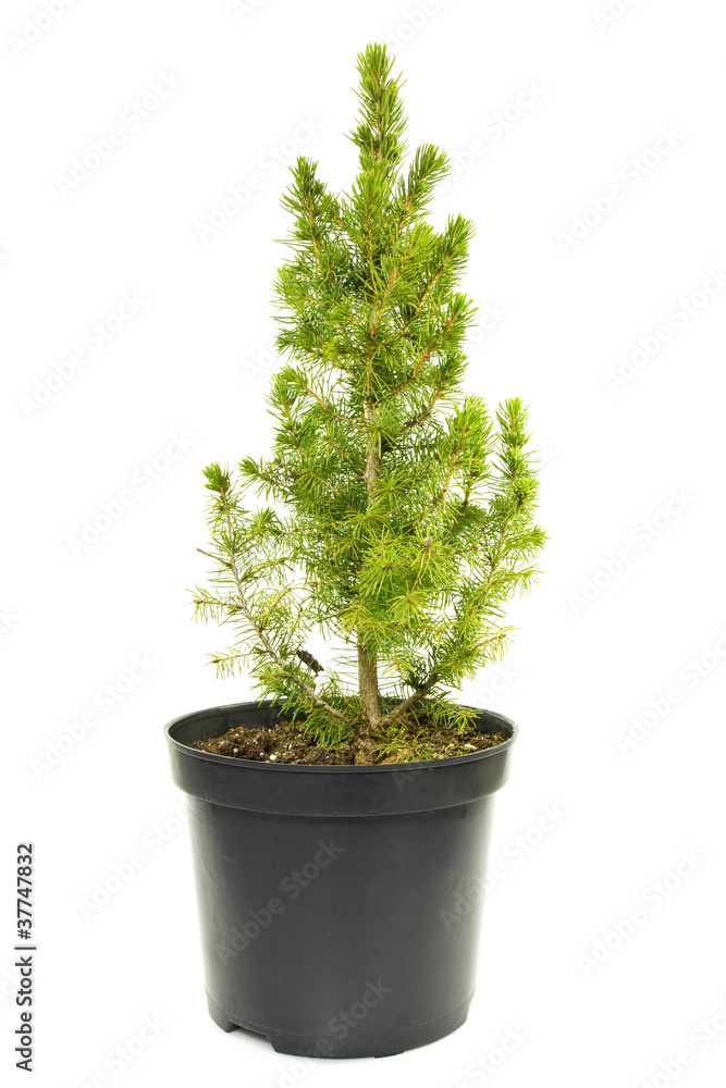 green fir tree in a pot green fir tree in a pot