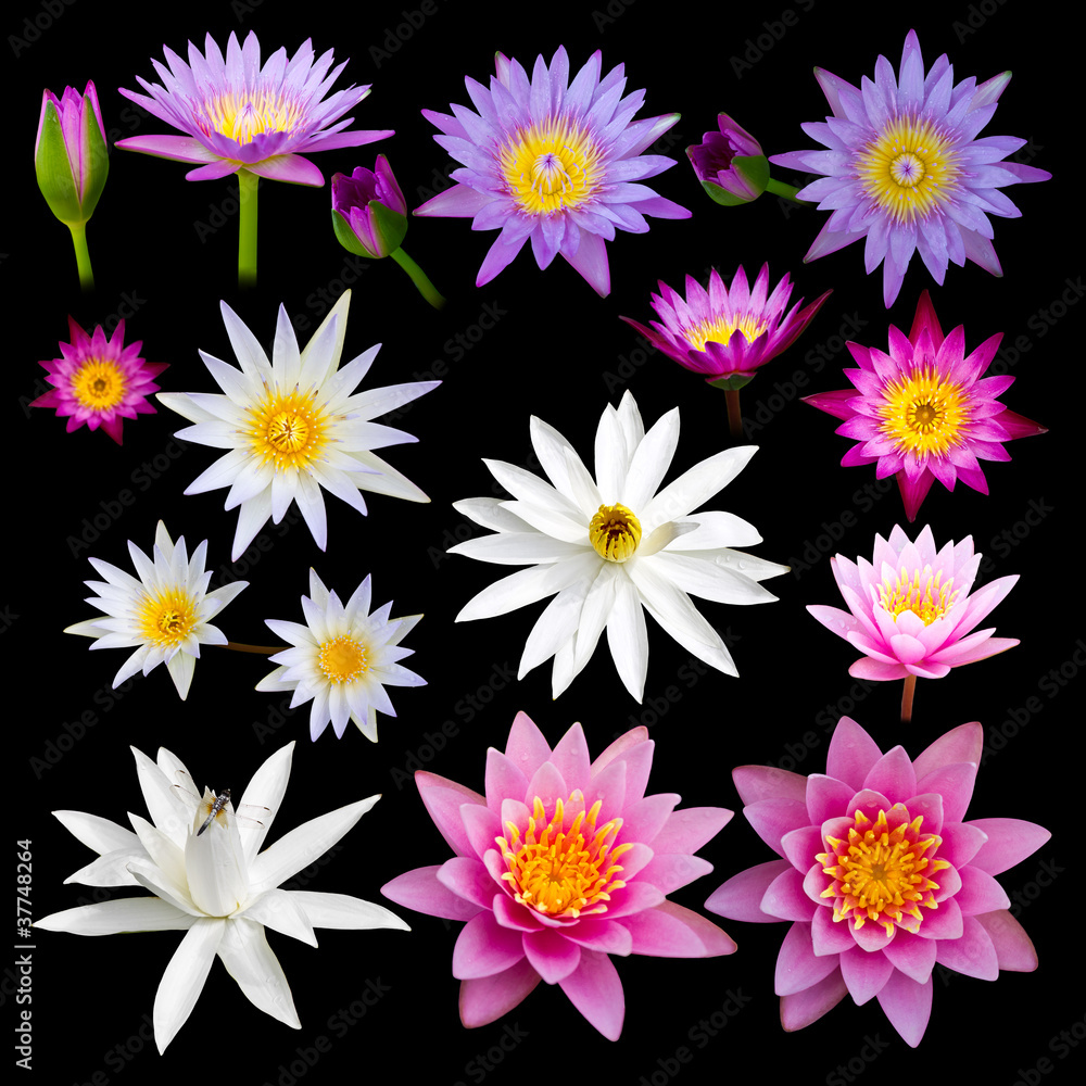 Many colorful lotus flowers on a black background. Many colorful lotus flowers on a black background.