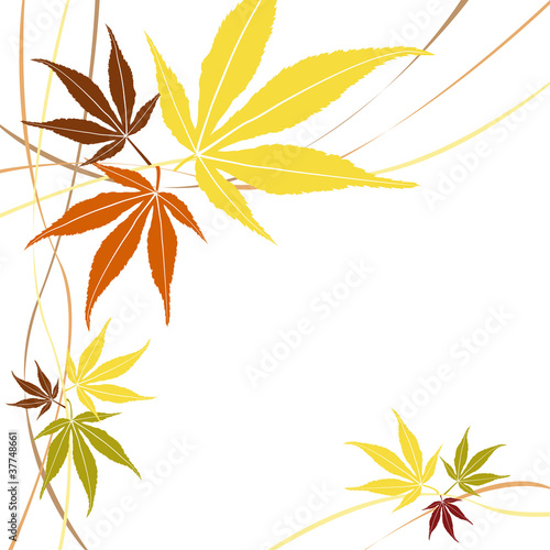 Autumn or fall maple leaves vector design.