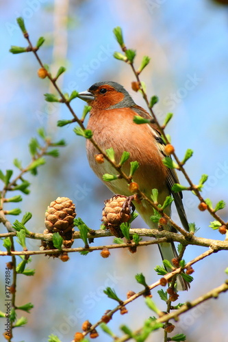spring finch on a branch
