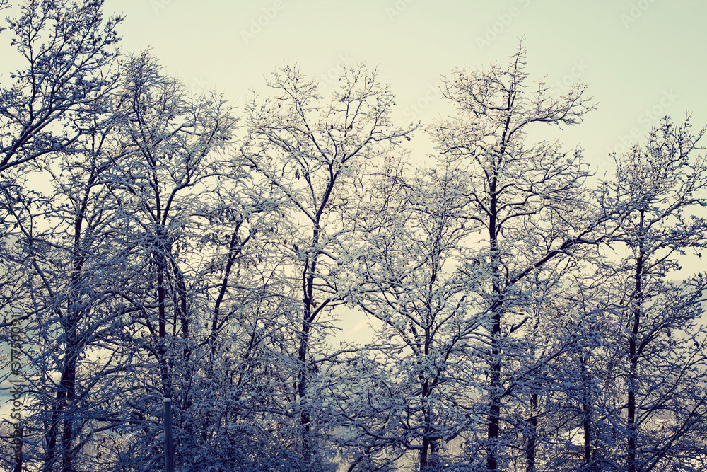 Winter Forest Winter Forest