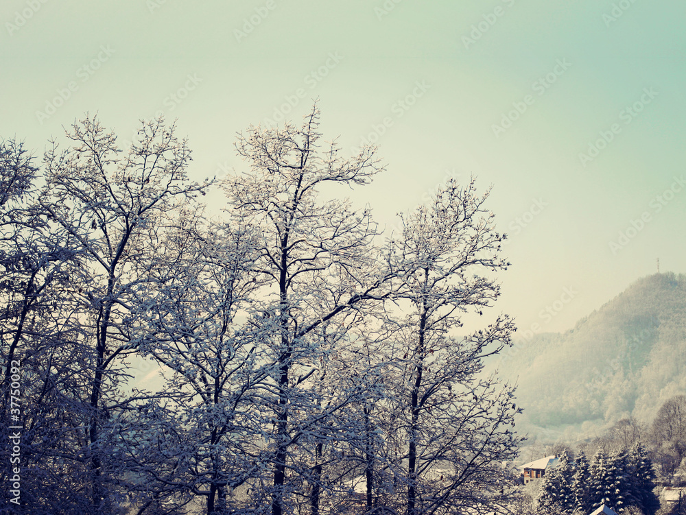 Winter Forest Winter Forest