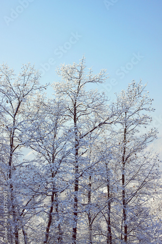 Winter Forest © AMdesign