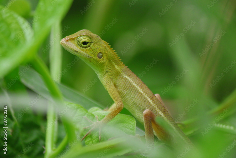Naklejka premium It is one kind of Thai Chameleon