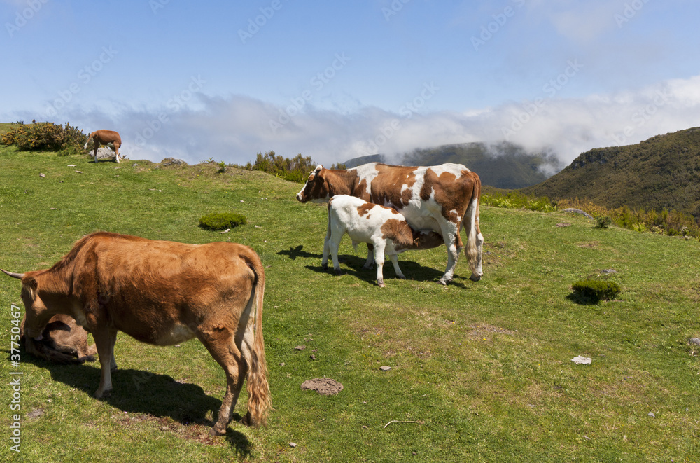 Kuhherde auf Bergwiese