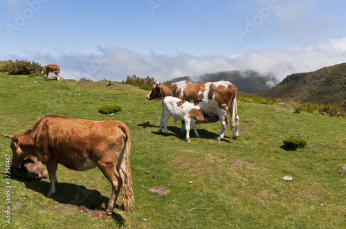 Kuhherde auf Bergwiese © Ralf Kalytta