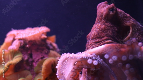 Small octopus moves in an aquarium