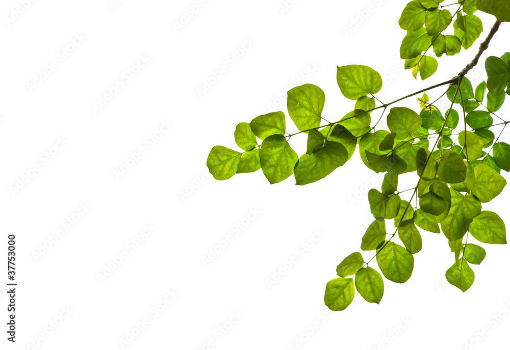 Green leaves isolated on white background Green leaves isolated on white background
