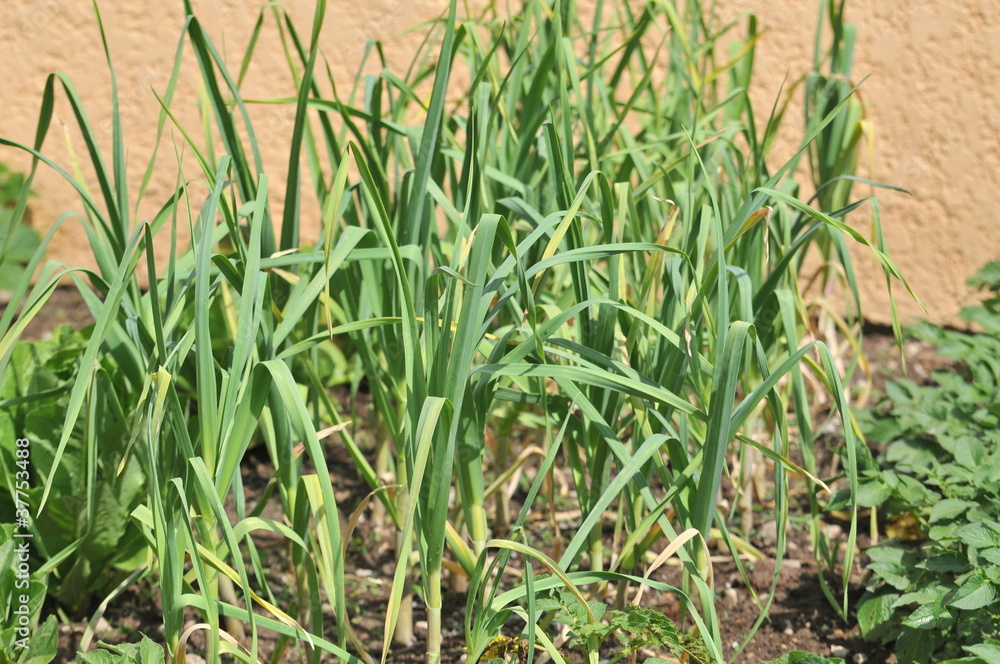 Obraz premium salade agriculture