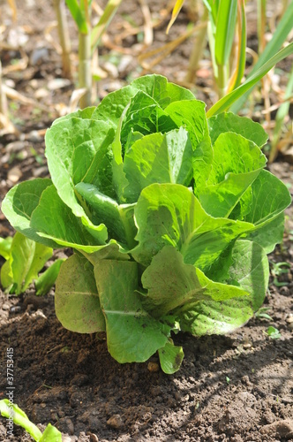 salade agriculture