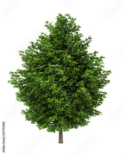 silver maple tree isolated on white background