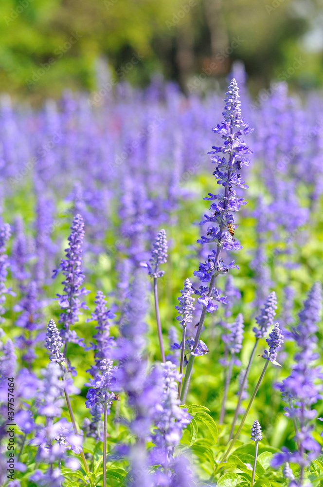 Violet flower in grass field for background Violet flower in grass field for background