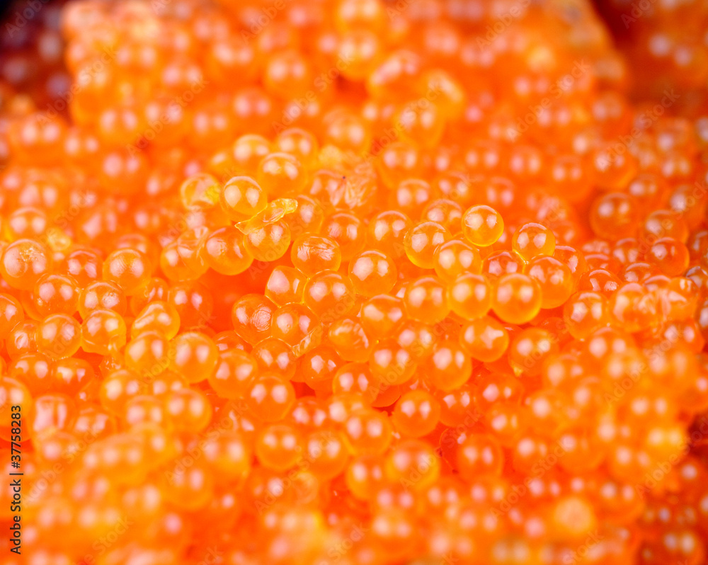 Macro shoot of Shrimp egg
