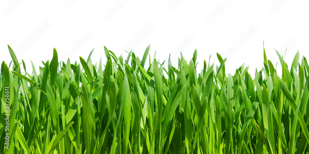 green grass green grass