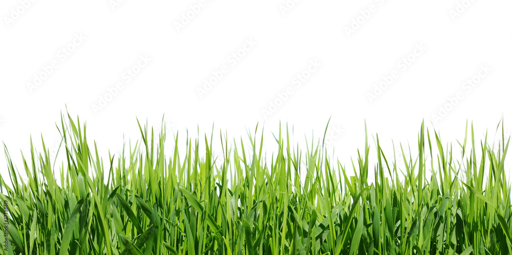 Fototapeta premium green grass