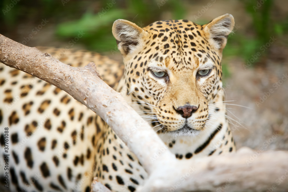 Leopard Leopard
