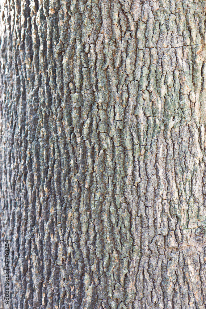 Texture of tree Texture of tree