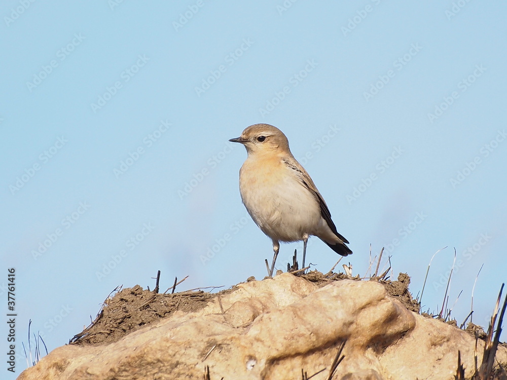 Fototapeta premium Northern Wheatear, Oenanthe oenanthe