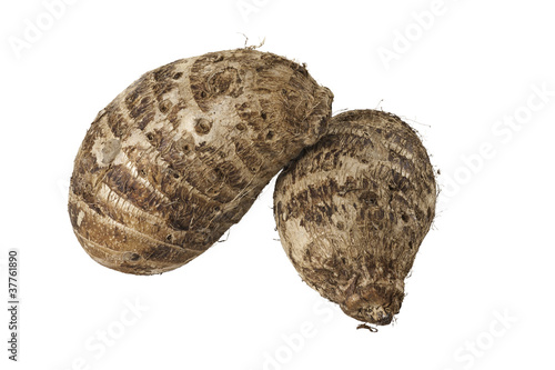 Two Brown Hairy Malanga Tubers