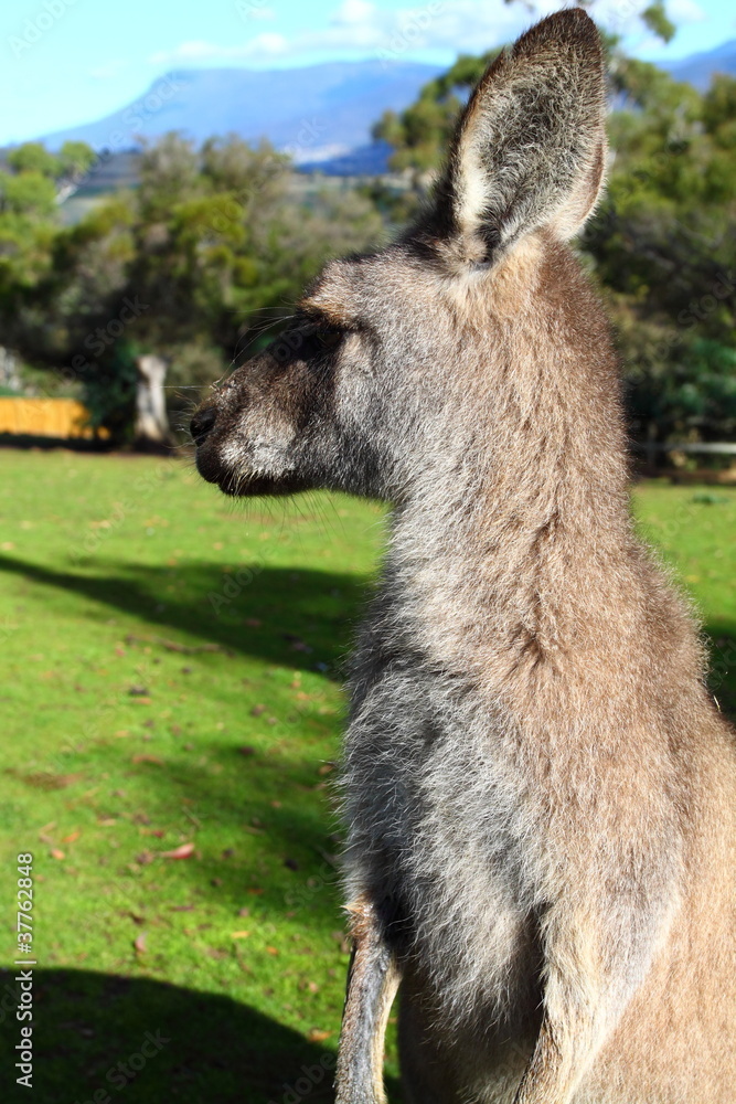 Fototapeta premium Kangaroo in Australia