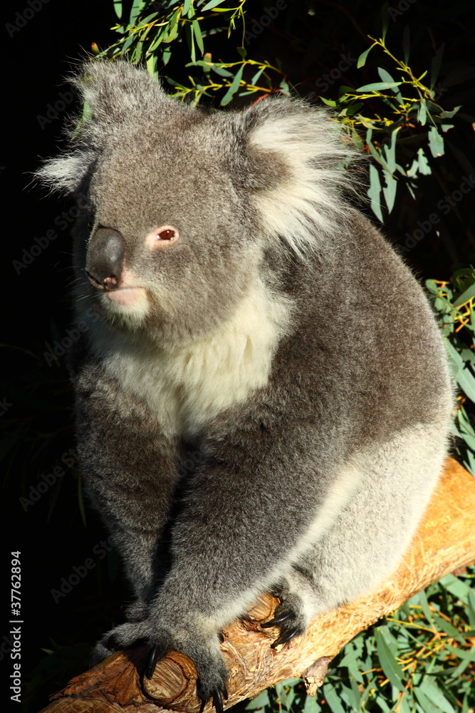 Obraz premium Koala in Australia