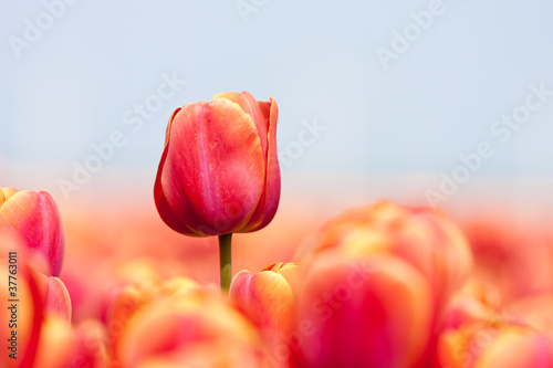 Pink tulip photgraphed with a selective focus and a shallow dept photo