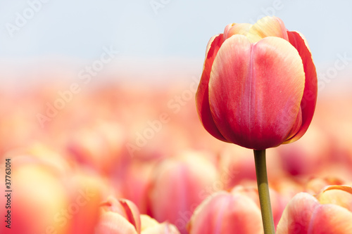 Photography Pink tulip photgraphed with a selective focus and a shallow dept