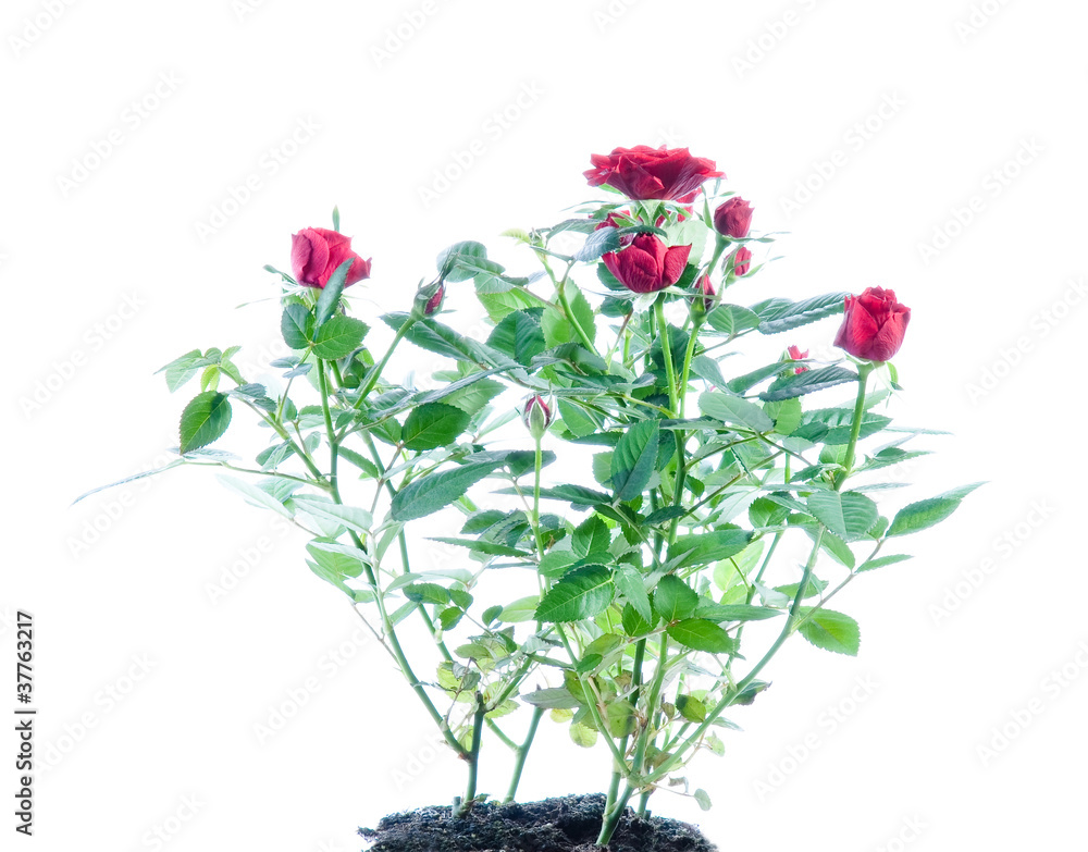 Rote Rosen. Isoliert Rote Rosen. Isoliert