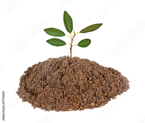sapling growing from soil