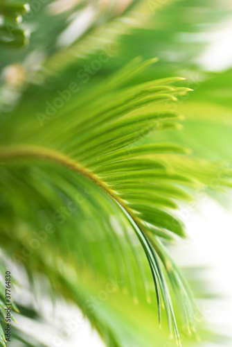 Green leaf background