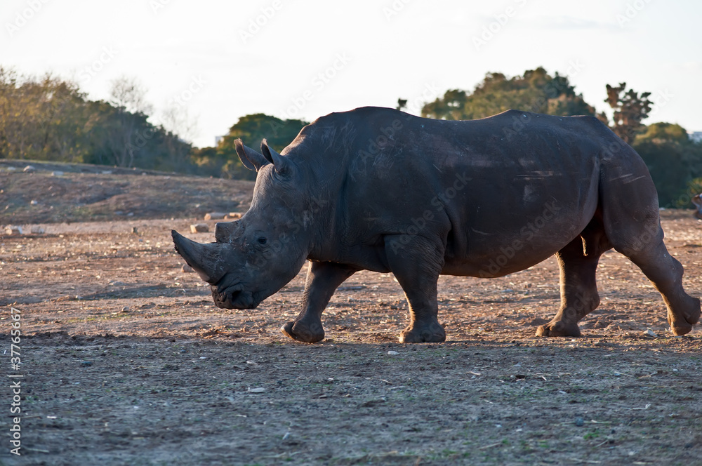Obraz premium A portrait of a rhino .