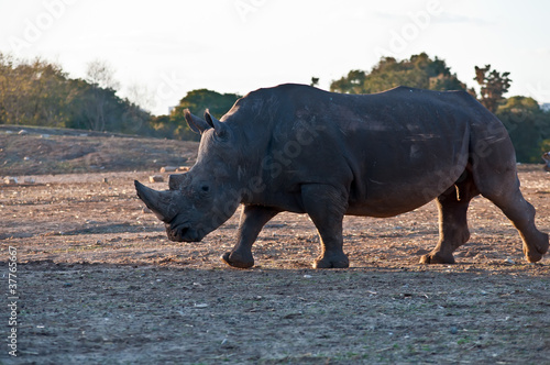 A portrait of a rhino .