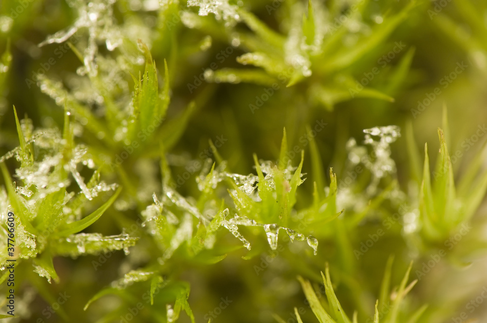 Moss Moss