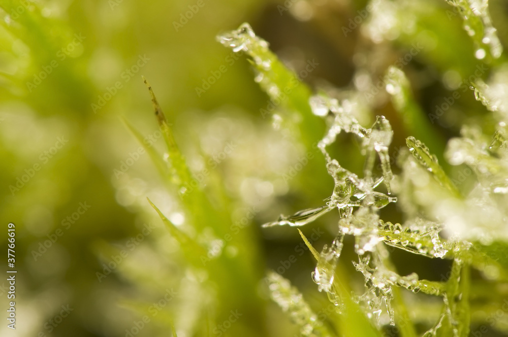 Naklejka premium Moss and Ice