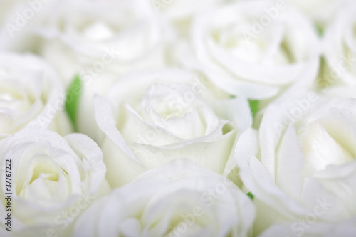 Selective soft focus white roses background.