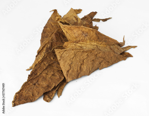 Photography Dried tobacco leaves