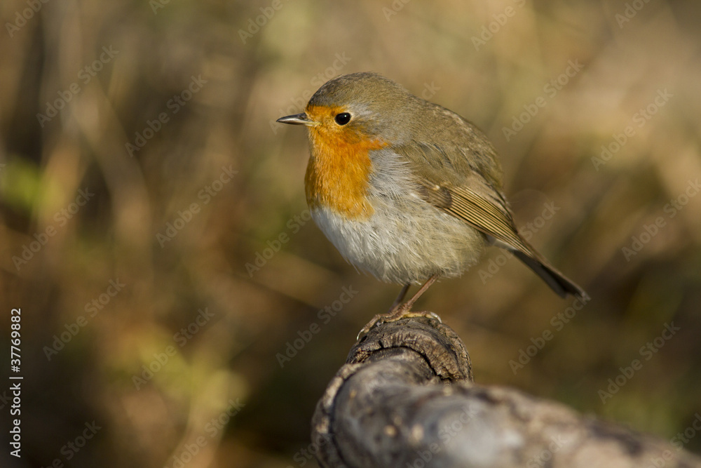 Fototapeta premium rouge gorge