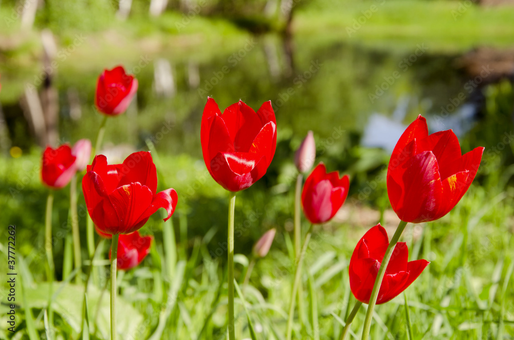 Red tulips in spring. Garden floral backdrop. Red tulips in spring. Garden floral backdrop.