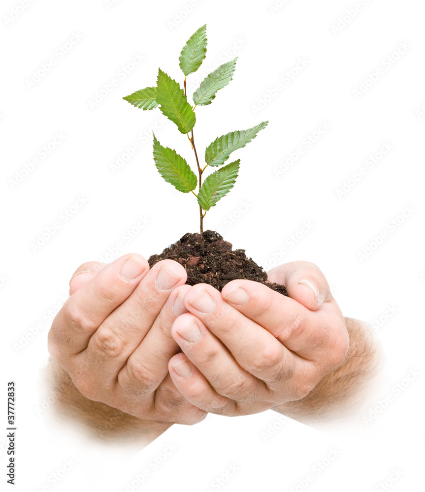 sapling in hands