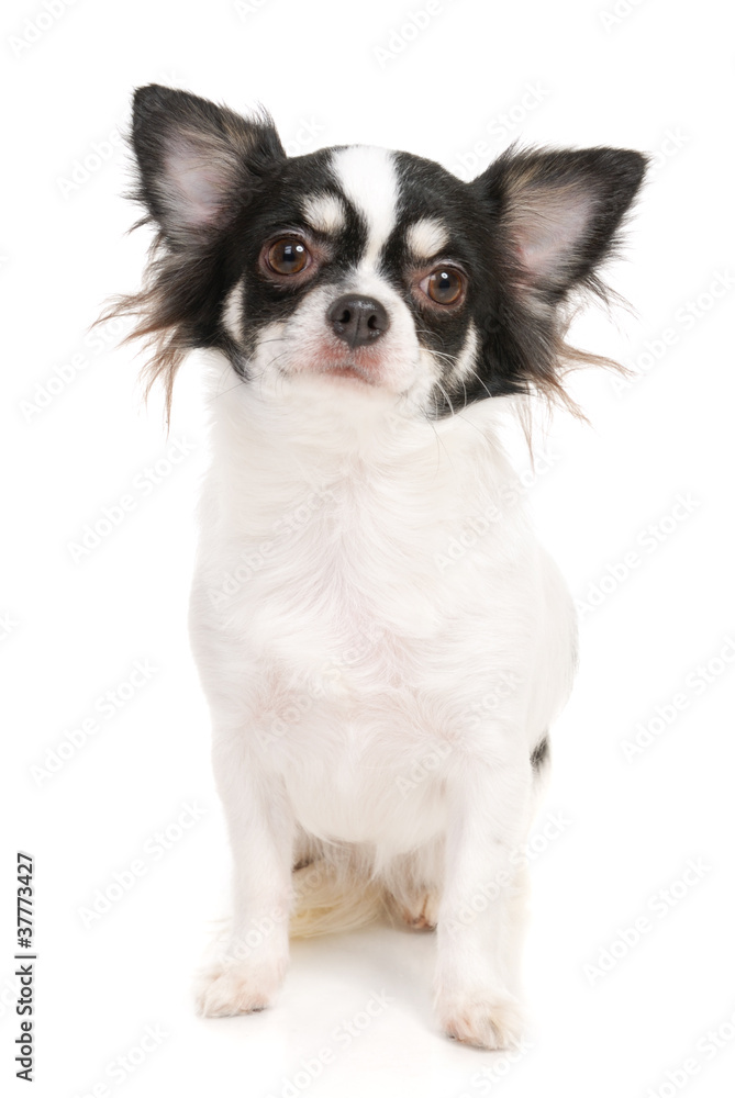 Chihuahua on the white background in the studio