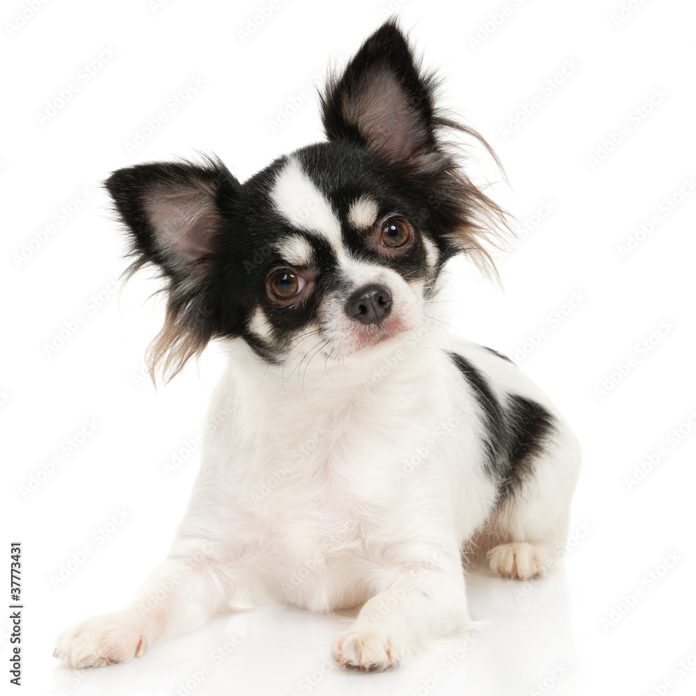 Chihuahua on the white background in the studio Chihuahua on the white background in the studio