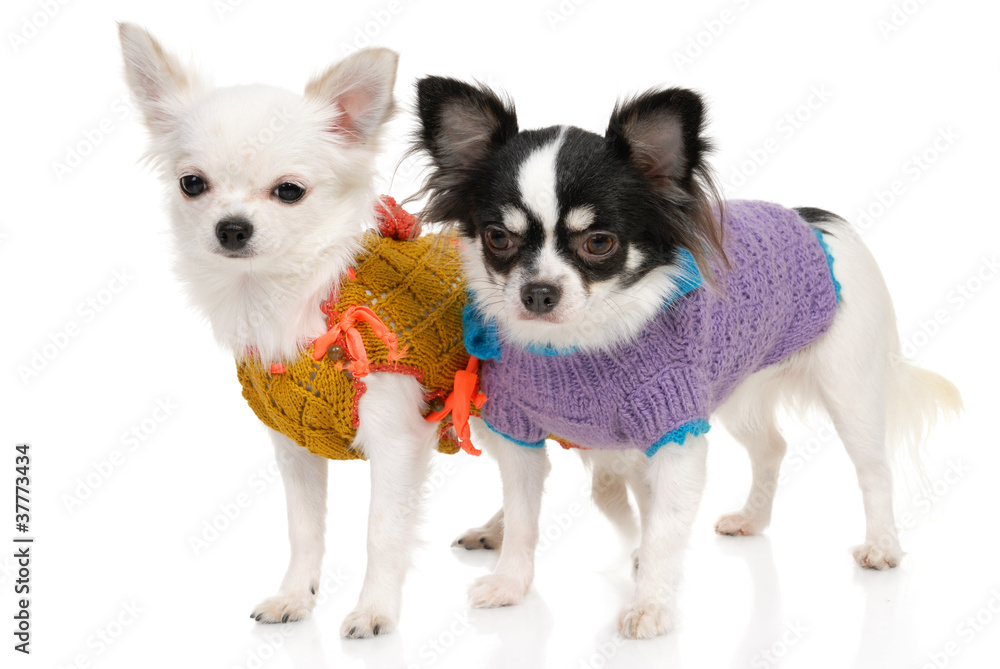 Two Chihuahua dogs in clothing